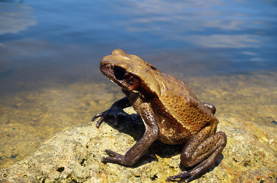 Smooth-sided Toad Photograph by Karl H. Switak - Fine Art America