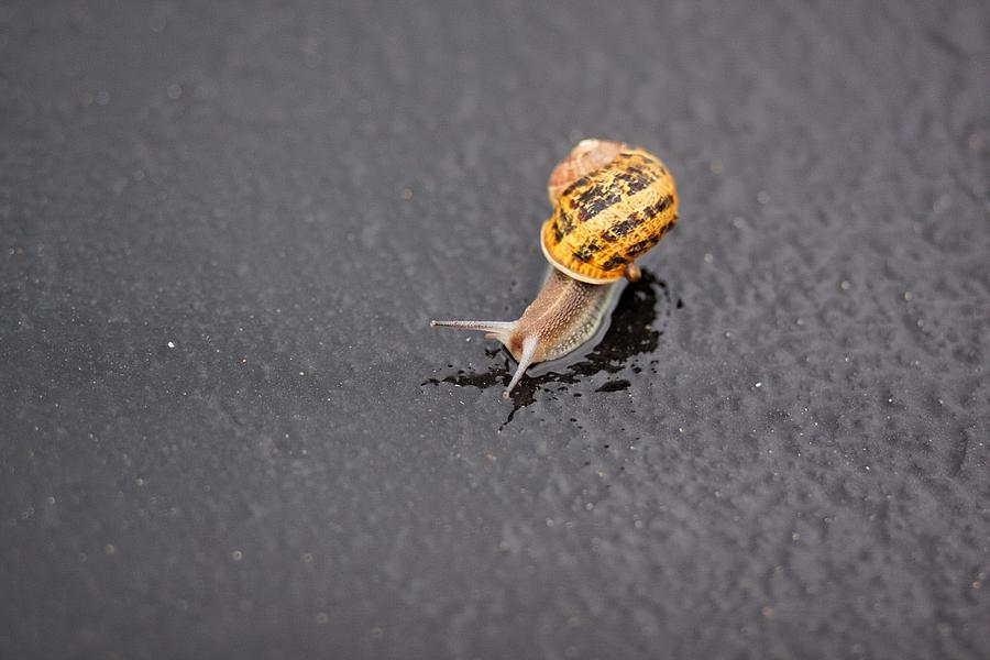 Snail #1 Photograph by Alexander Fedin