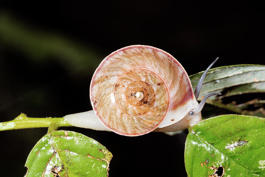 Snail In The Rainforest Understory Photograph by Dr Morley Read Fine