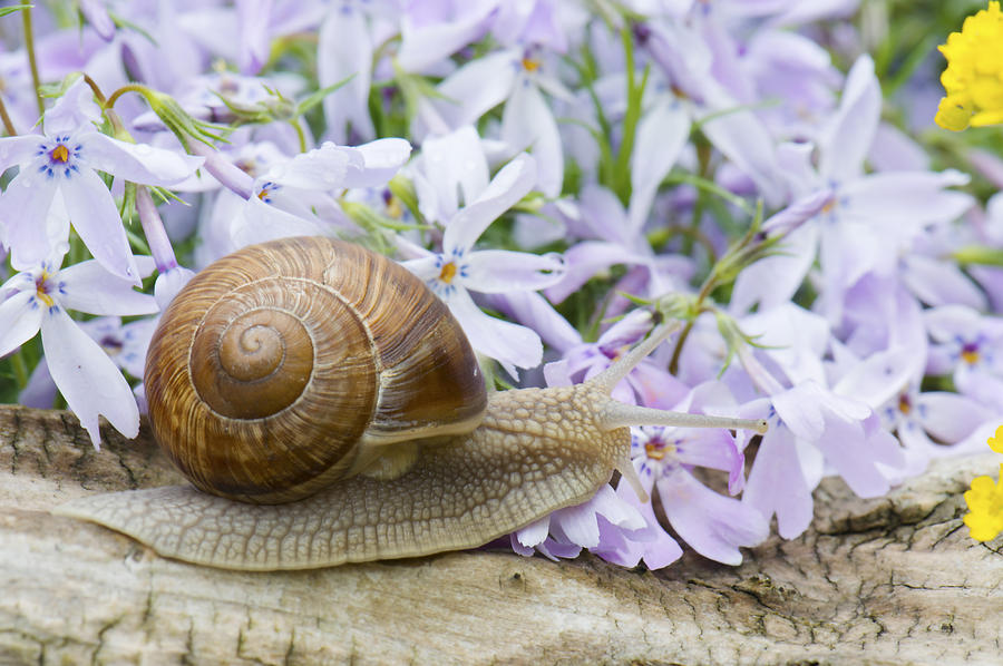 Nature Photograph - Snail #1 by Jaroslaw Grudzinski