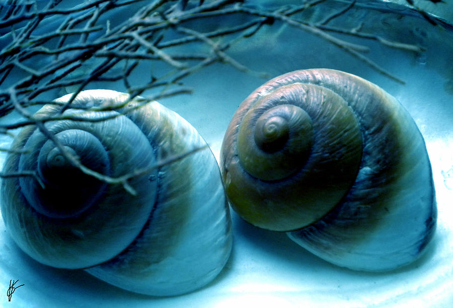 Nature Photograph - Snail Joy  #2 by Colette V Hera Guggenheim