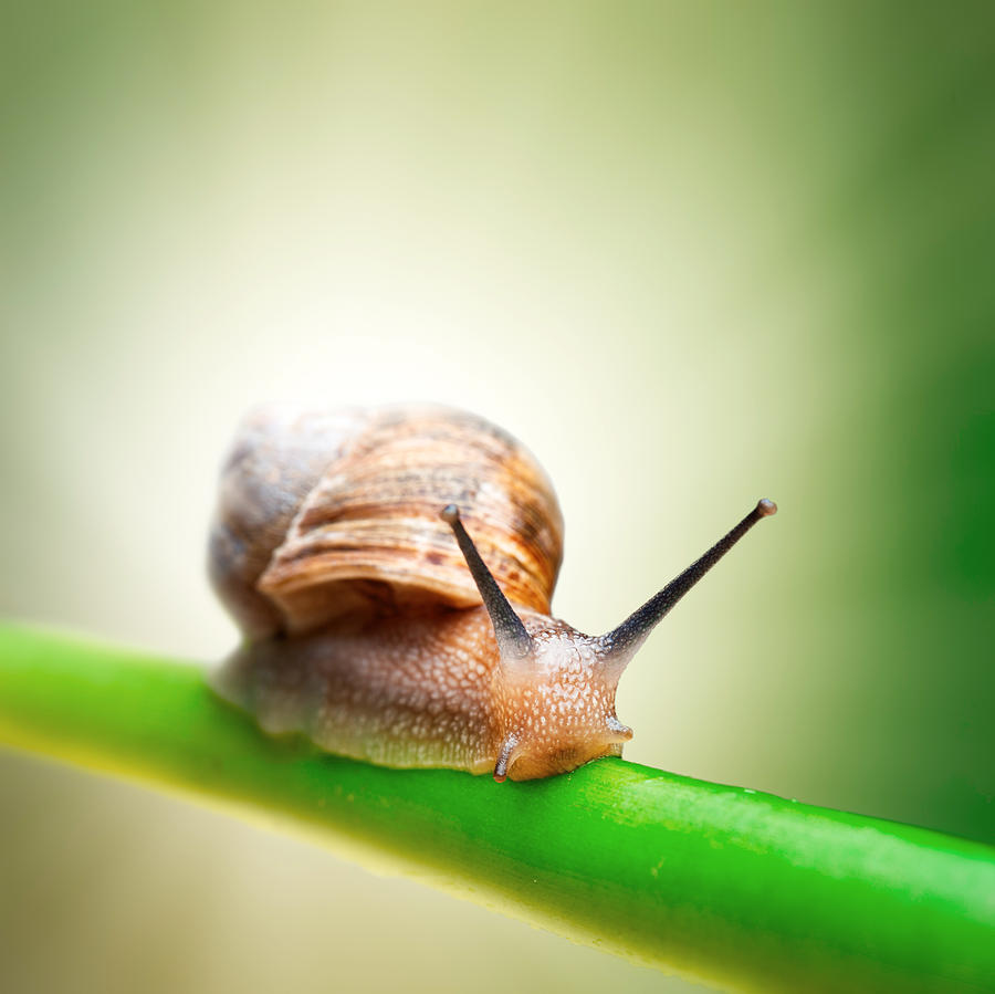Nature Photograph - Snail on green stem #2 by Johan Swanepoel