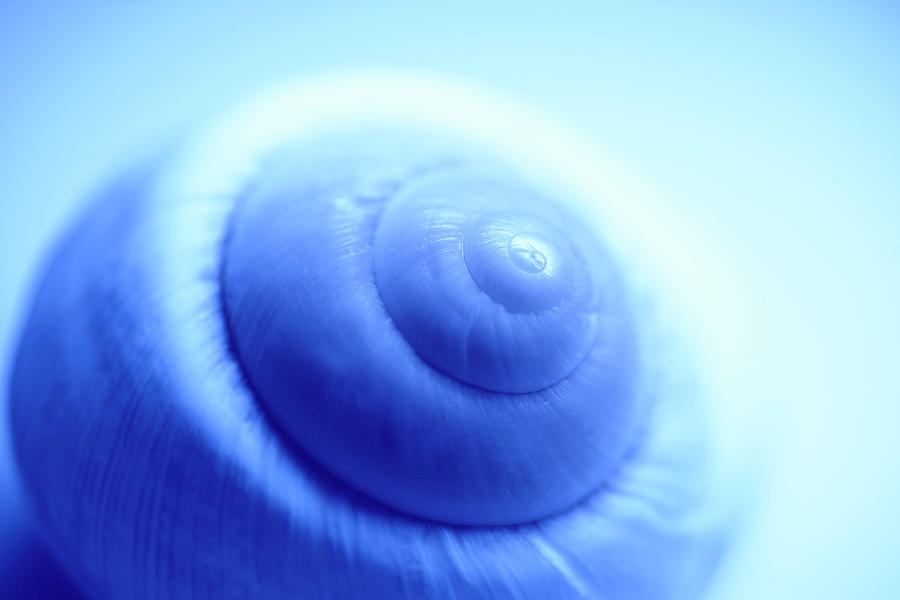 Snail Shell Photograph by Pasieka