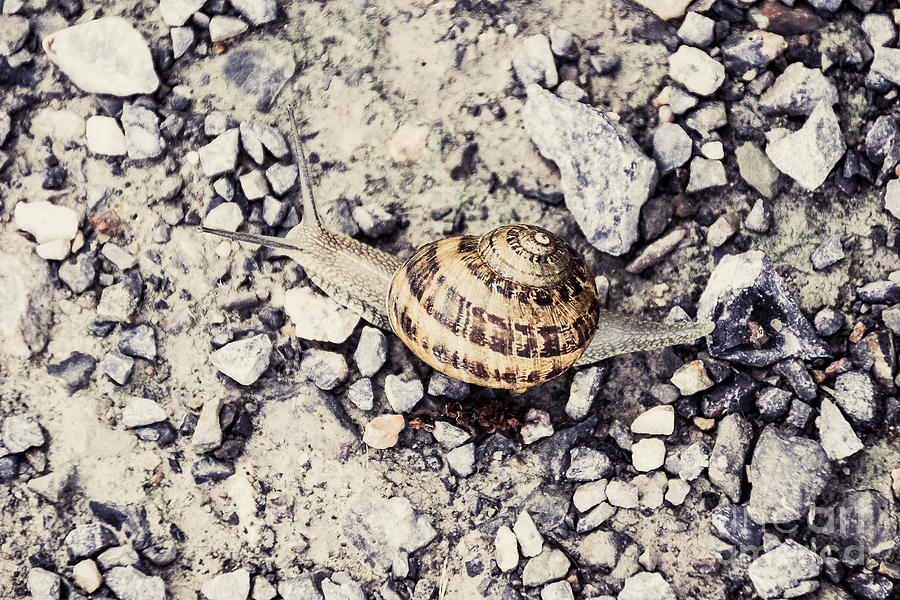 Snail Walking Photograph