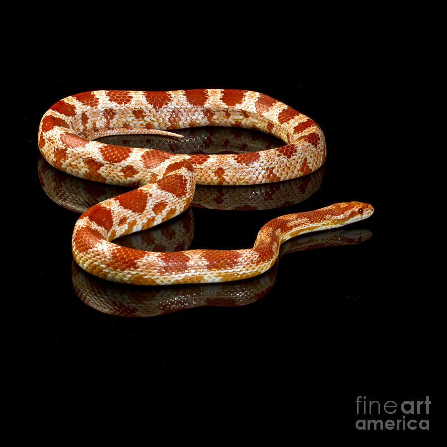 Snake #1 Photograph by Gunnar Orn Arnason