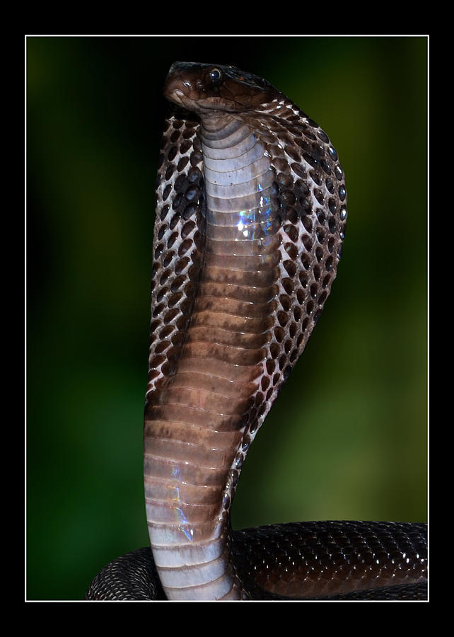 Snake Photograph by Shraddha Saburi - Fine Art America