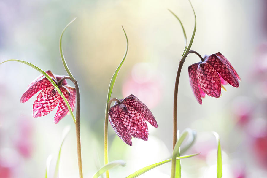 Flower Photograph - Snakes Head Fritillary #1 by Mandy Disher