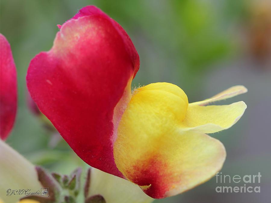 Snapdragon named Floral Showers Red and Yellow Bicolour