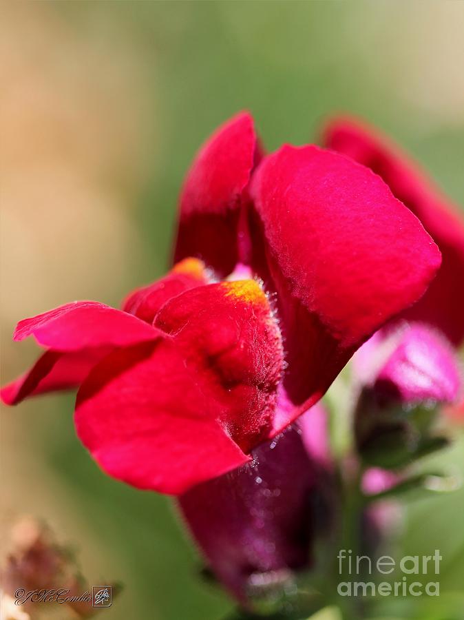 Snapdragon named Red Chimes #1 Photograph by J McCombie