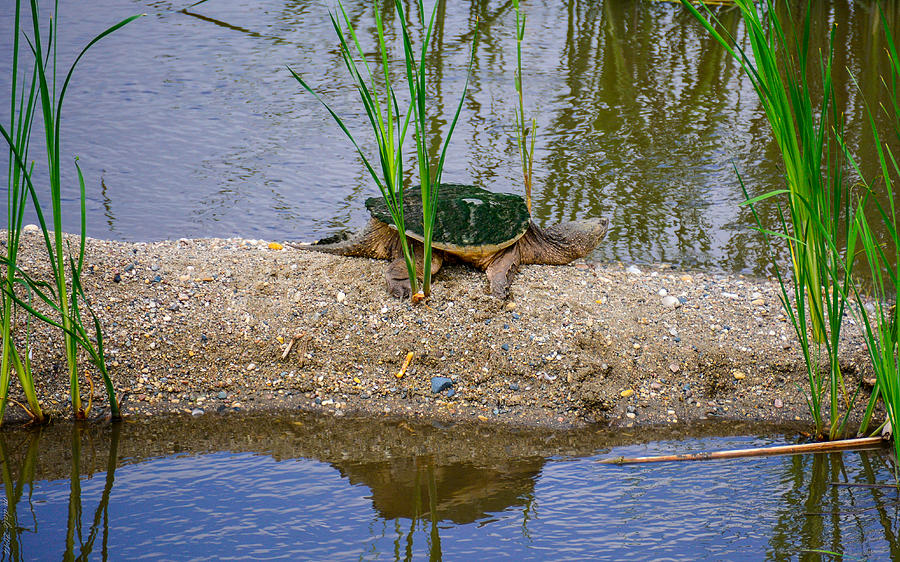 Snapping Turtle Photograph By M Dale - Fine Art America