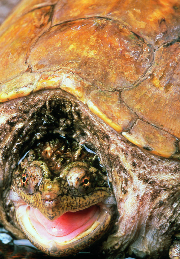 Snapping Turtle Photograph by Mauro Fermariello/science Photo Library ...