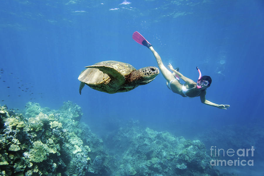 Snorkeling with Turtle #2 Photograph by M Swiet Productions