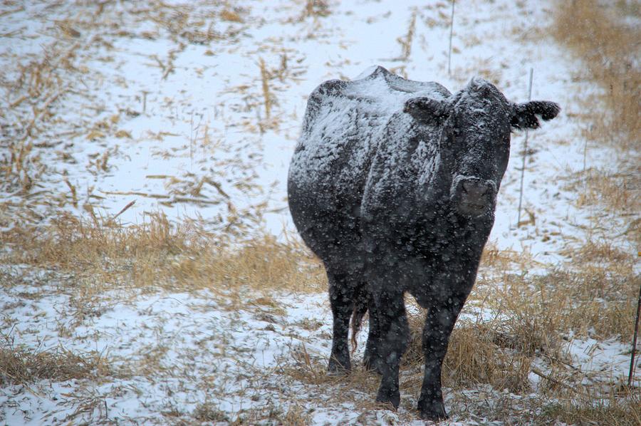 Snow Angus #1 Photograph by Bonfire Photography