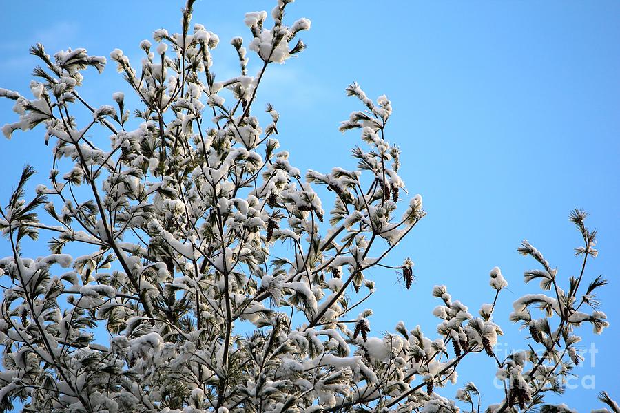 Snow Brushed #1 Photograph by Deena Withycombe