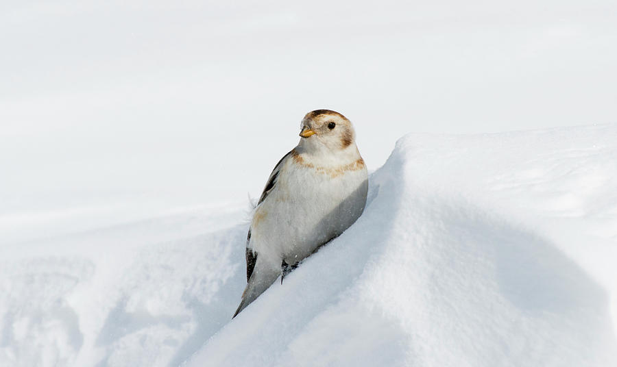 Snow Bunting #1 Photograph by Duncan Shaw