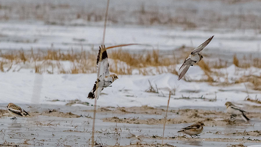 Snow bunting in flight #1 Photograph by SAURAVphoto Online Store