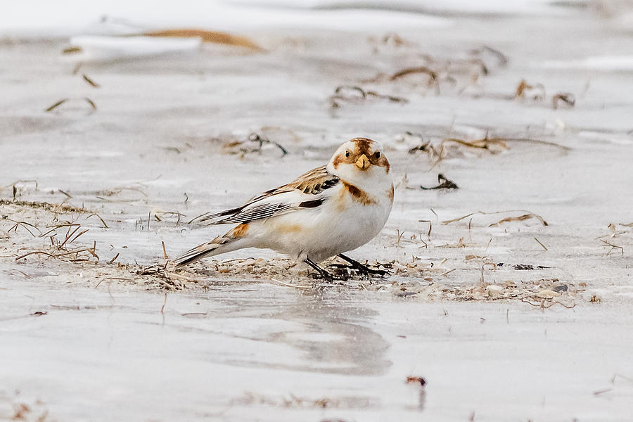 Snow Bunting #1 Photograph by SAURAVphoto Online Store