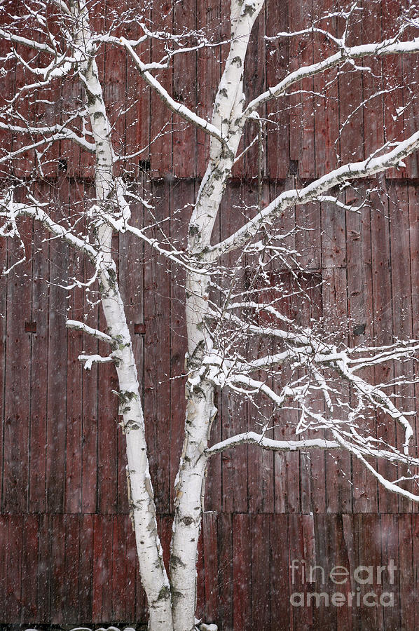 Snow covered birch tree and a red barn. #1 Photograph by Don Landwehrle