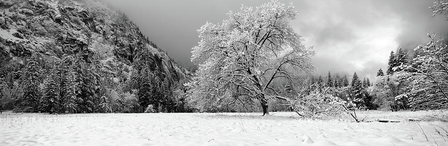Yosemite National Park Photograph - Snow Covered Oak Tree In A Valley #1 by Panoramic Images