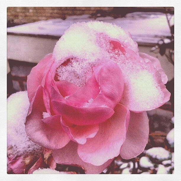 Nature Photograph - Snow Covered Rose
#snowcovered #roses #1 by Erica Mason