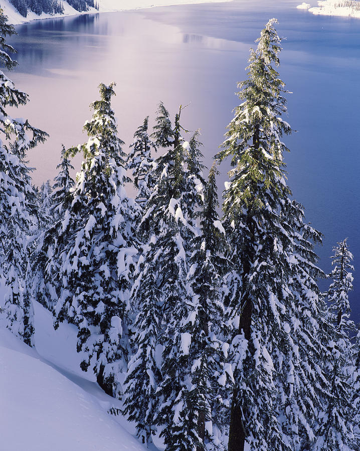 Crater Lake National Park Photograph - Snow Covered Trees At South Rim, Crater #1 by Panoramic Images