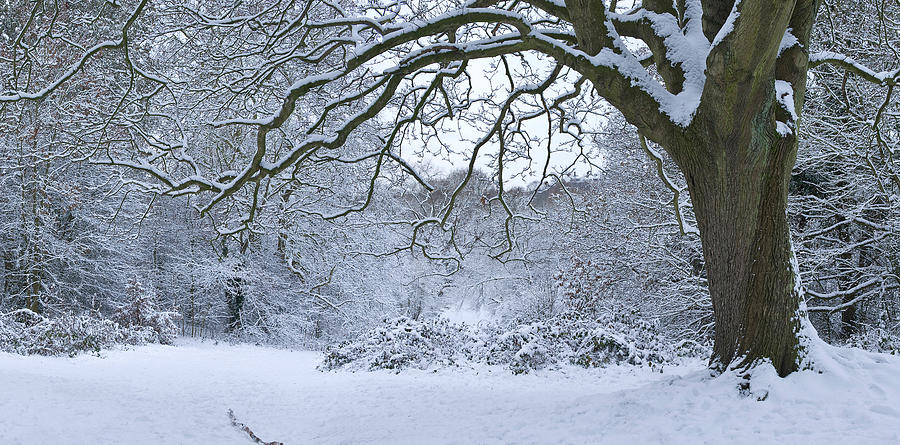 Snow Covered Trees In A Park, Hampstead #1 Photograph by Panoramic Images