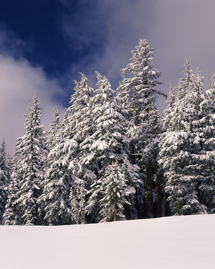 Crater Lake National Park Photograph - Snow Covered Western Hemlock And Fir #1 by Panoramic Images