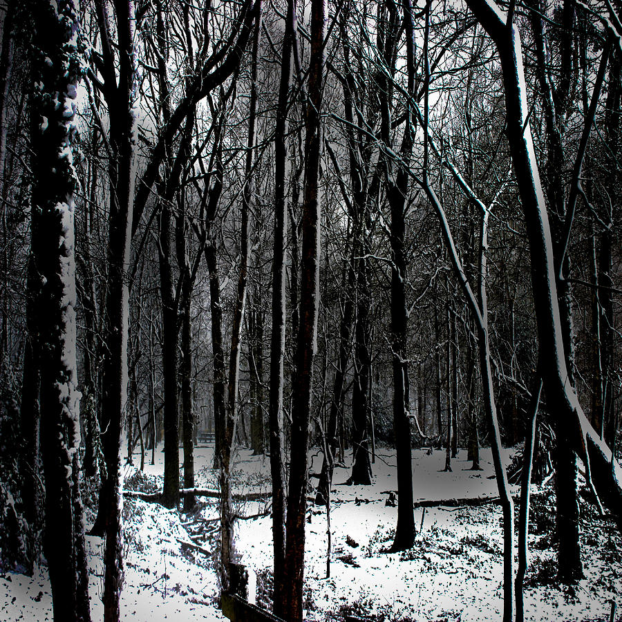Winter Photograph - Snow Covered Woodland #1 by Martin Newman