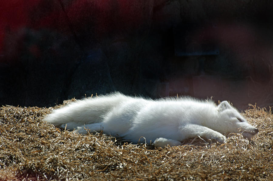 Snow Fox Photograph by Cheryl Cencich