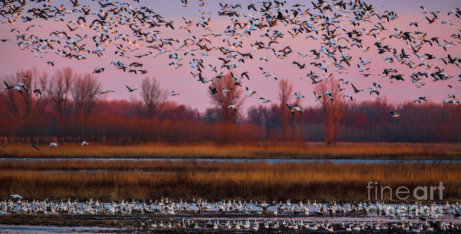 Snow Geese Photograph by Elizabeth Winter