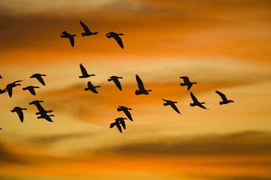 Snow Geese Flying Bosque Del Apache #1 Photograph by Tom Vezo