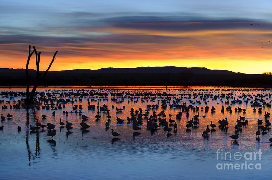 Goose Photograph - Snow Geese In Pond At Sunrise #3 by John Shaw