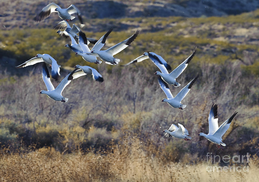 Goose Photograph - Snow Geese #1 by John Shaw