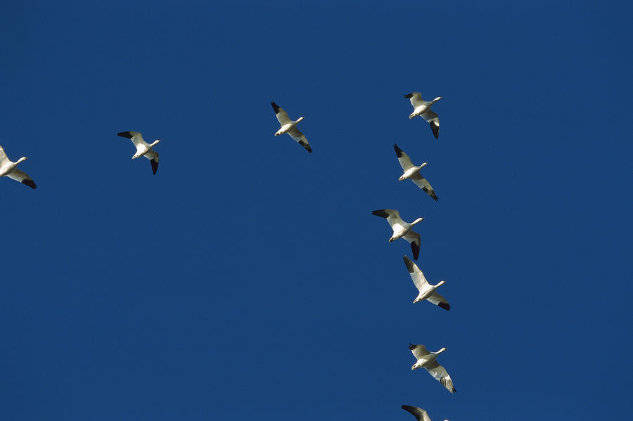 Snow Goose Flock in Formation #2 Photograph by Konrad Wothe