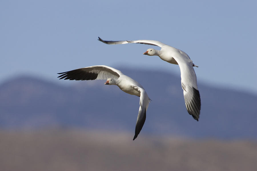 Snow Goose Pair Flying #2 Photograph by Konrad Wothe