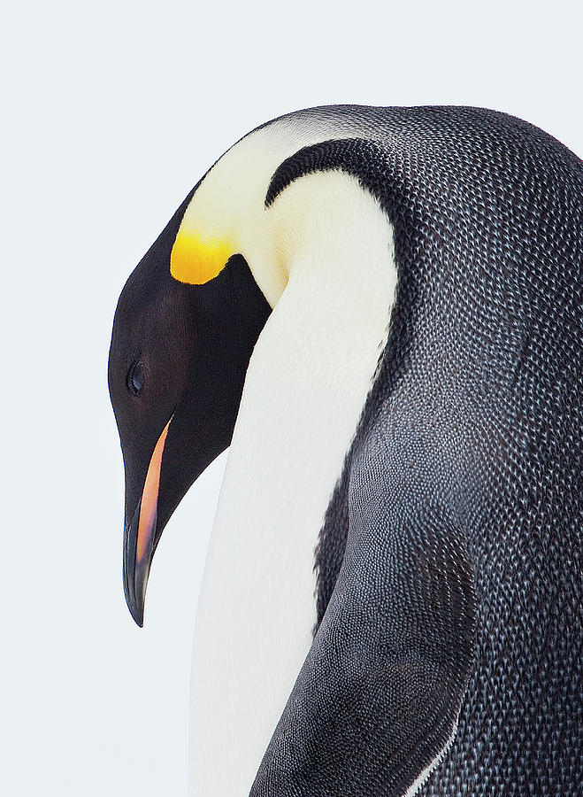 Adult Photograph - Snow Hill, Antarctica by Janet Muir Adult Photograph - Snow Hill, Antarctica by Janet Muir