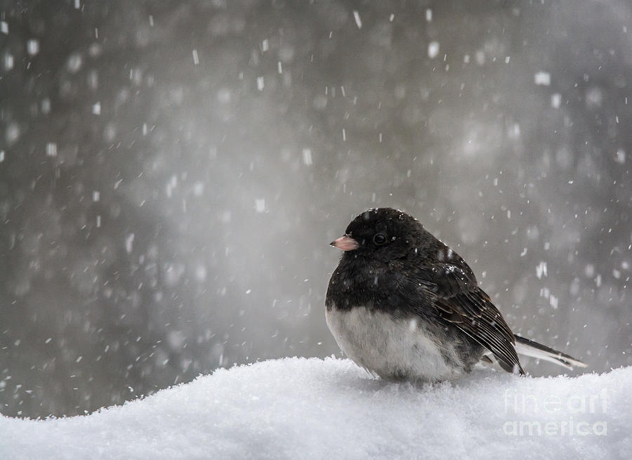 Snow Junco #1 Photograph by Cheryl Baxter