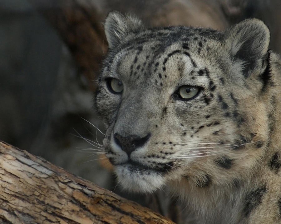 Snow Leopard 14 #1 Photograph by Ernest Echols