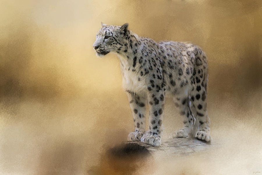 Animal Photograph - Snow Leopard #2 by Jai Johnson