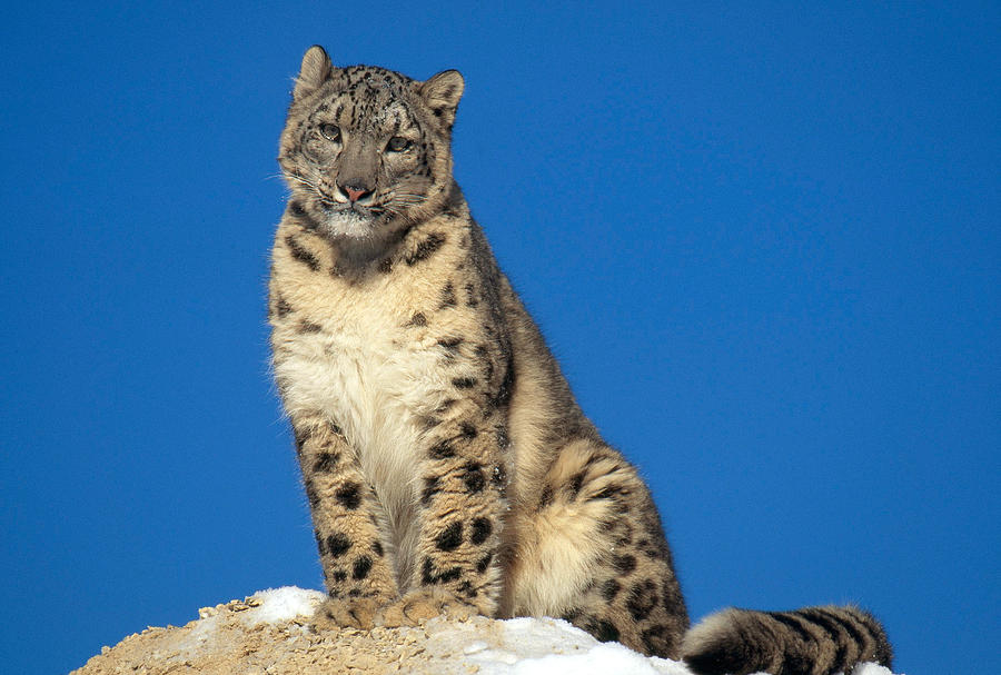 Snow Leopard Panthera Uncia #1 Photograph by Thomas And Pat Leeson