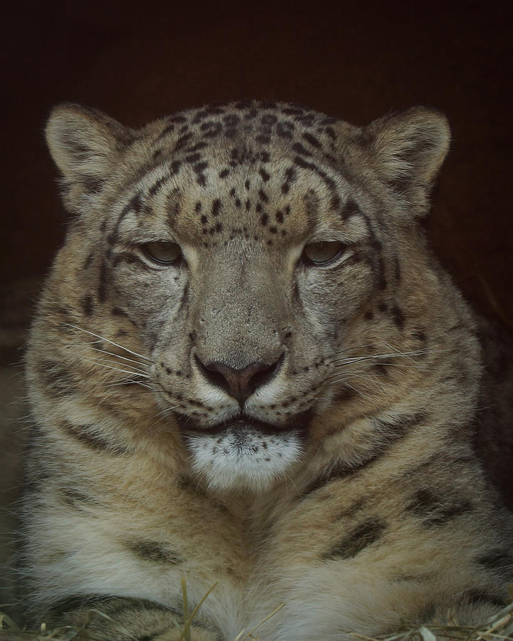 Snow Leopard Portrait #1 Photograph by Ernest Echols