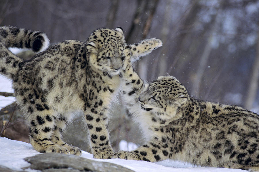 Snow Leopard #1 Photograph by Thomas And Pat Leeson