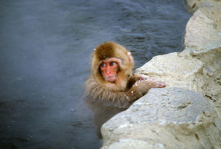 Snow Monkey #1 Photograph by Akira Uchiyama