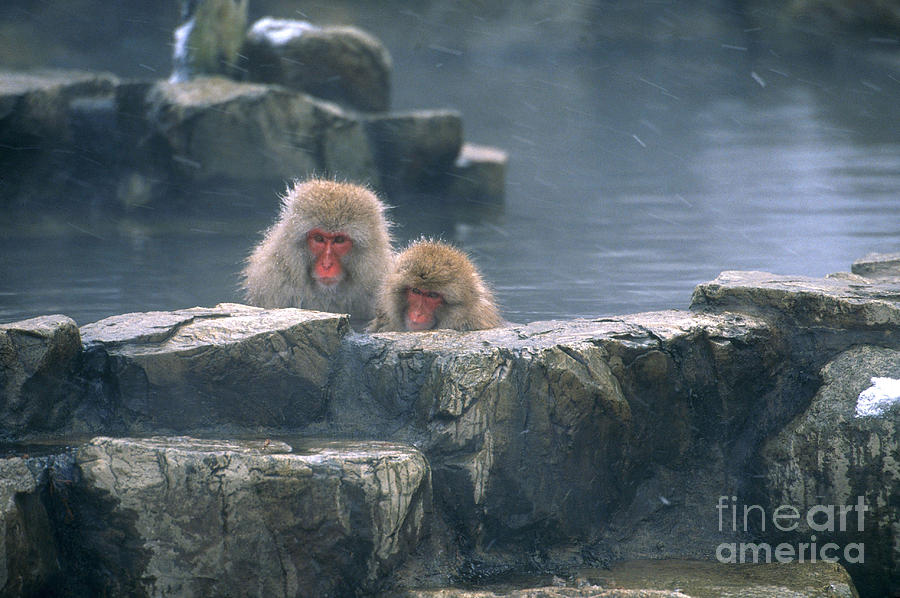 Snow Monkeys #1 Photograph by Art Wolfe