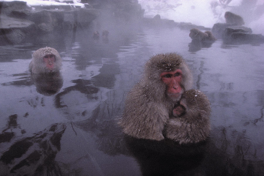 Monkey Photograph - Snow Monkeys Enjoy A Hot Bath #1 by Peter Essick