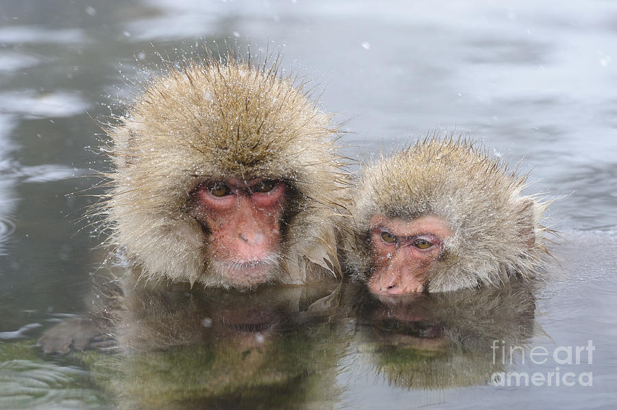 Snow Monkeys In Thermal Pool #1 Photograph by John Shaw