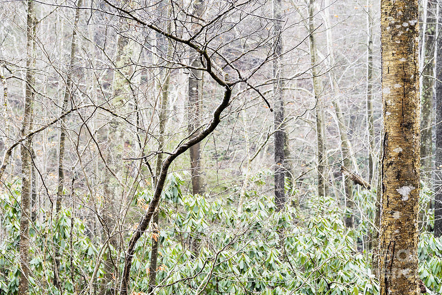 Snow Monongahela National Forest #1 Photograph by Thomas R Fletcher