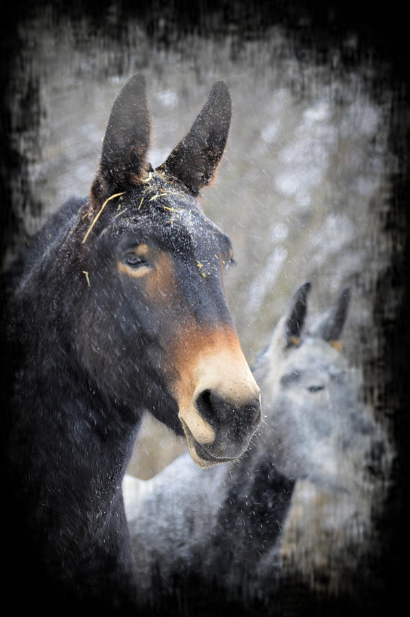 Snow Mule Photograph by Bonfire Photography
