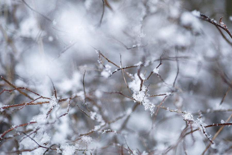 Snow Nebula Photograph by Laurie Wilson - Fine Art America