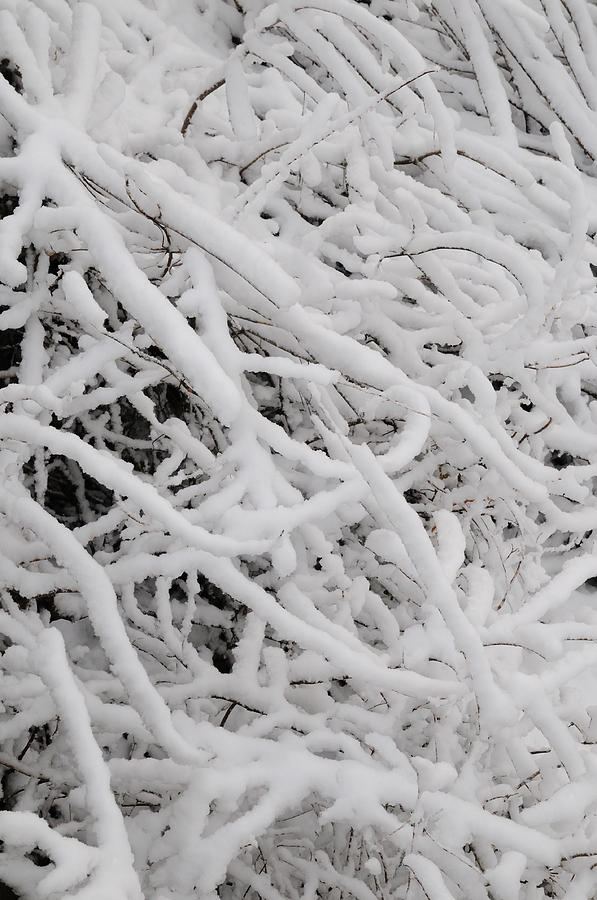 Winter Photograph - Snow on Branches by Scott Angus